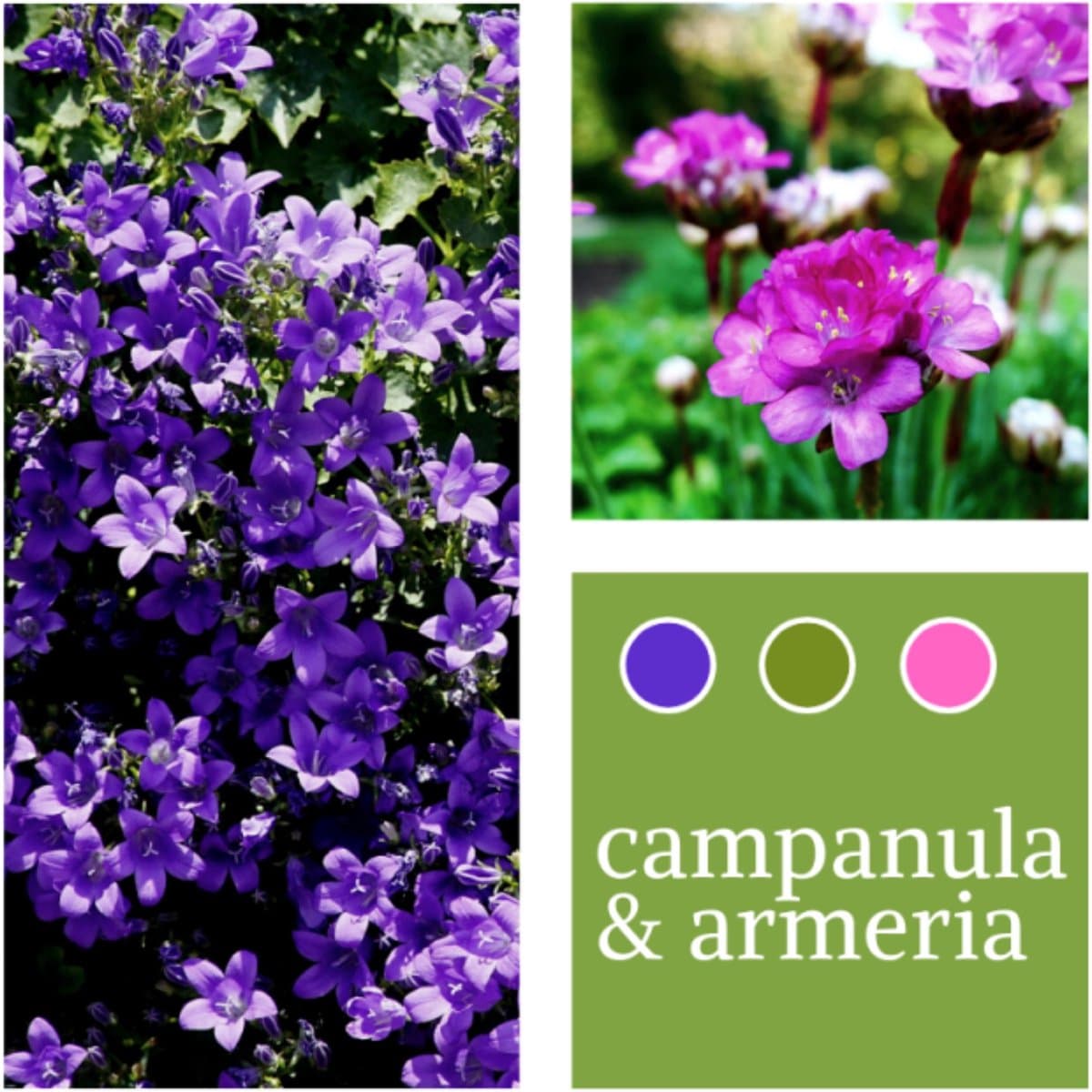 Planten Mix Campanula & Armeria maritima - Vaste planten - Bijen-Vlinders - Snijbloemen - Geurend