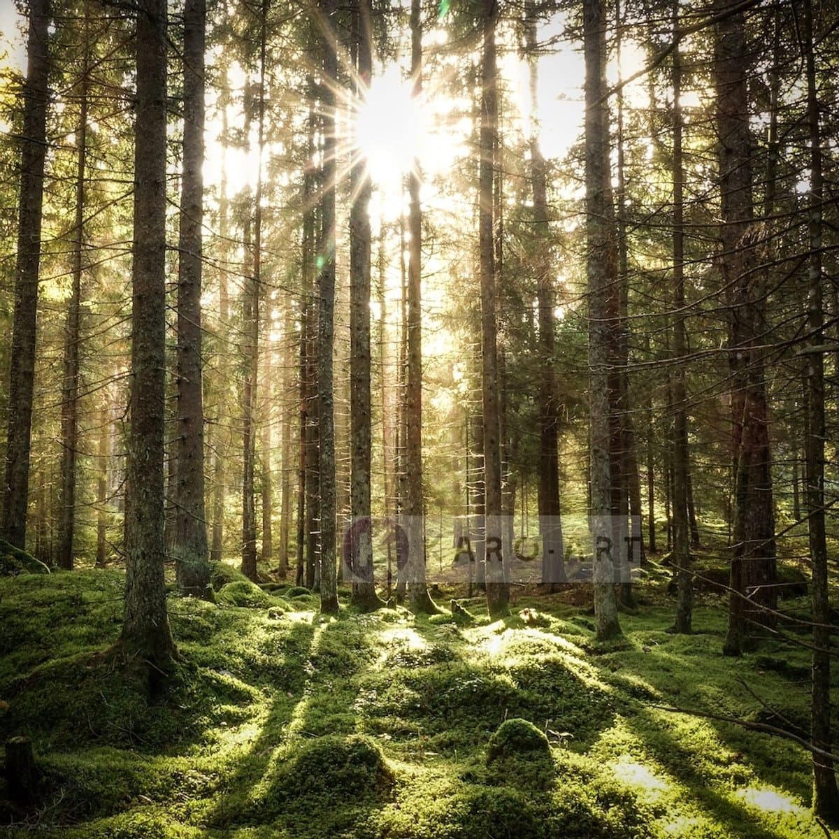 Schilderij - Naaldhouten bos ,Groen bruin wit , 3 maten , Premium print