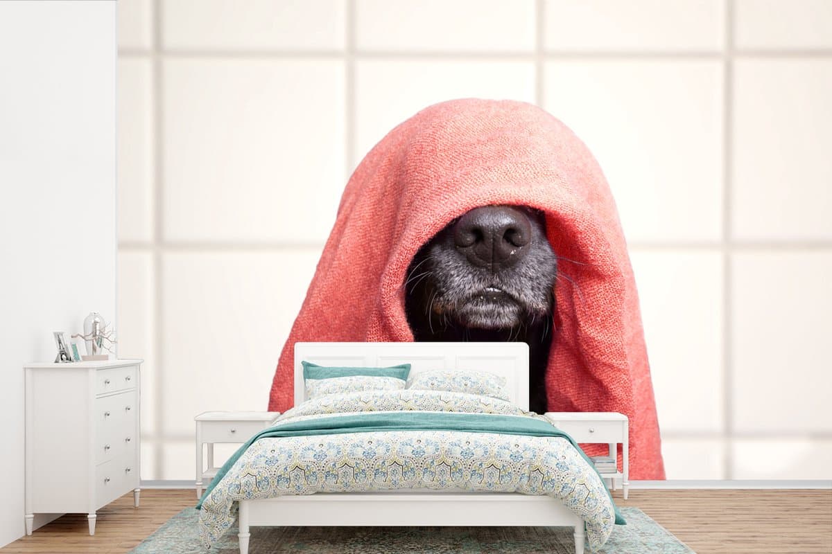 Behang - Fotobehang Hond met een rode handdoek op zijn hoofd - Breedte 330 cm x hoogte 220 cm