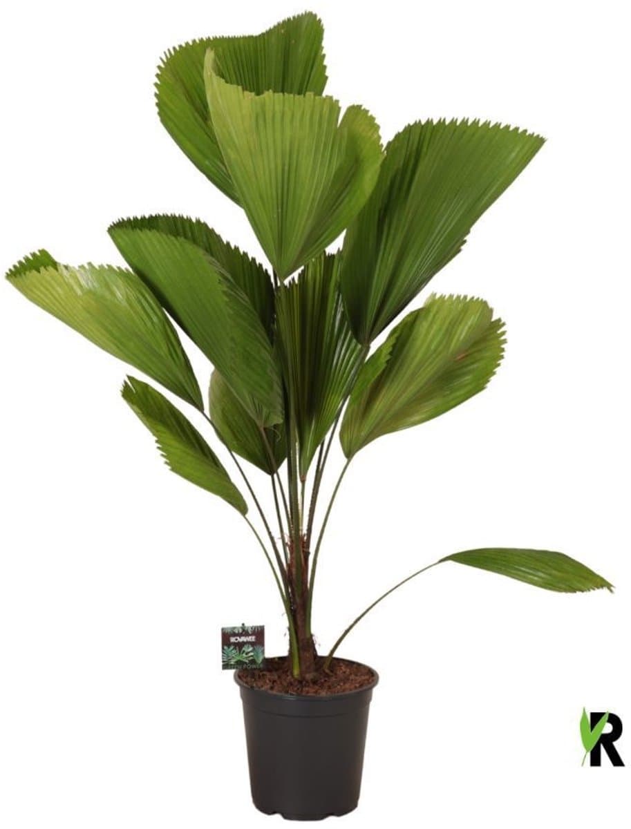 Licuala grandis 120 cm - Kamerplant - Potmaat Ø24 cm