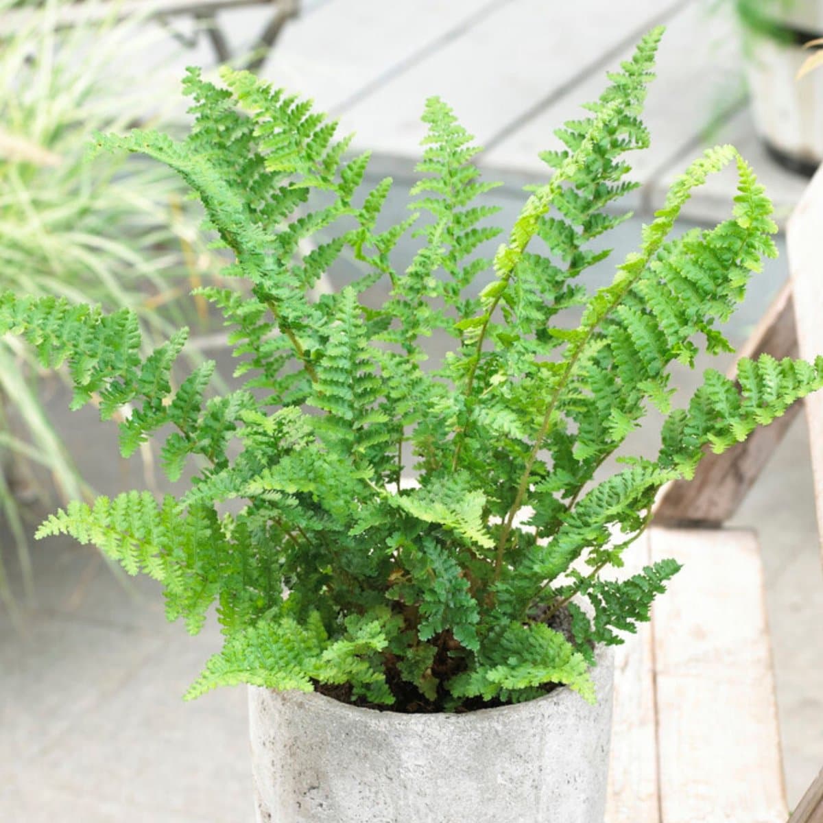 Wijfjesvaren (Athyrium Filix-Femina) - - Vaste planten - Groenblijvend
