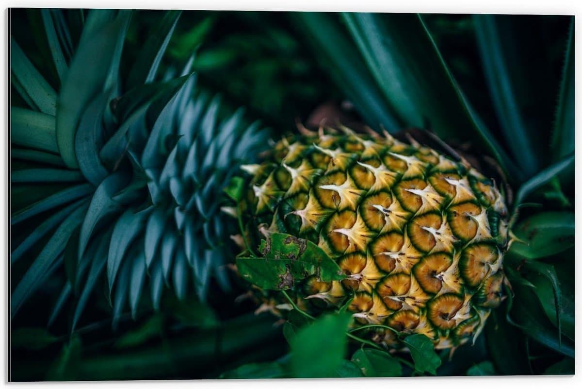 Dibond - Ananas aan Plant - 60x40cm Foto op Aluminium (Met Ophangsysteem)