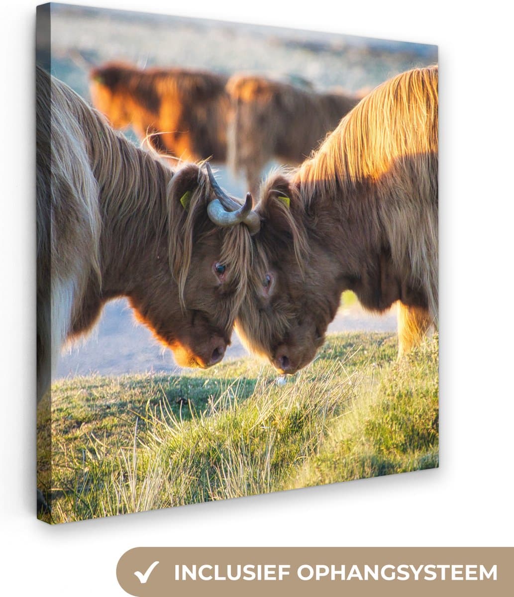 Canvas Schilderij Schotse Hooglanders - Dieren - Zon - 50x50 cm - Wanddecoratie