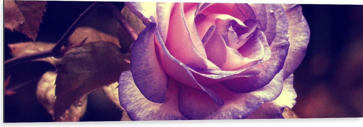 Dibond - Bloem - Roos - Natuur - Paars - 120x40 cm Foto op Aluminium (Wanddecoratie van metaal)