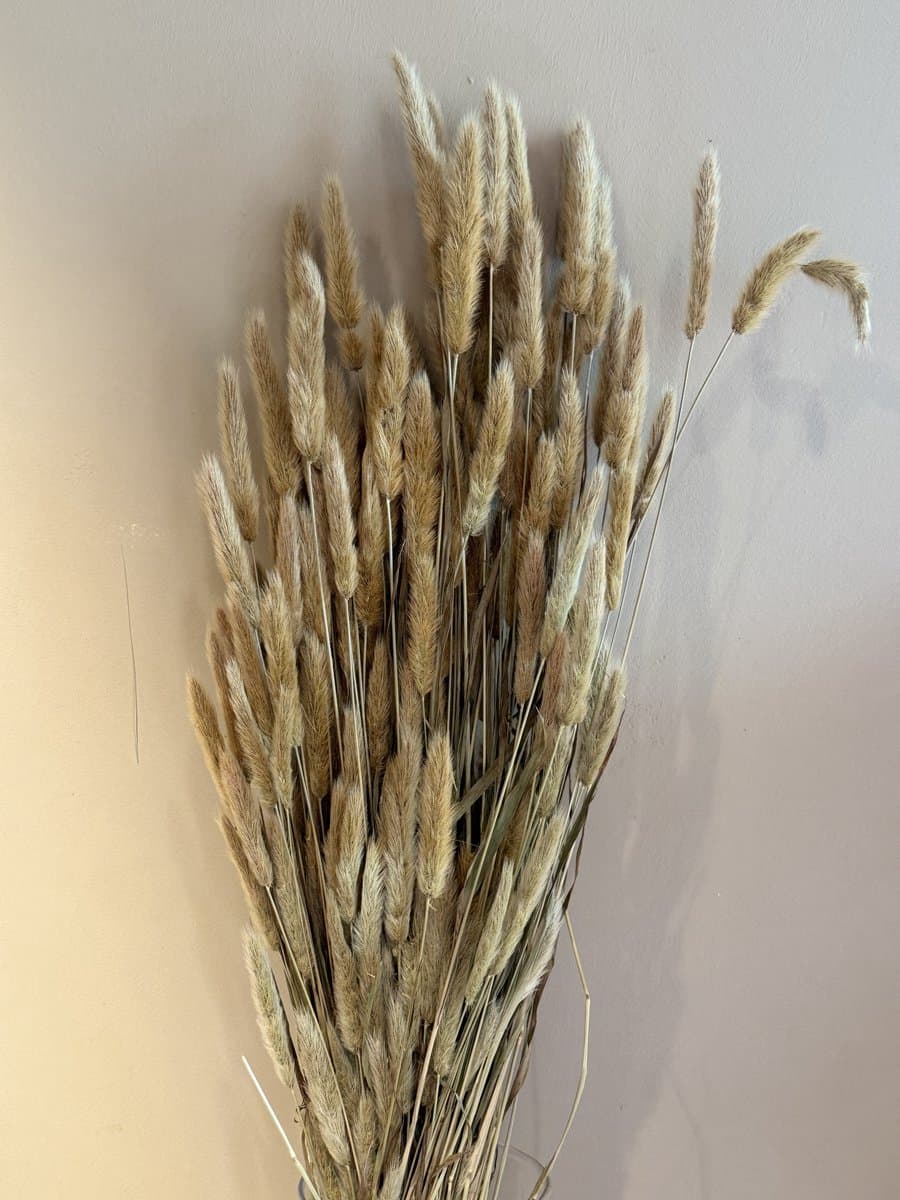 Lagurus naturel droogboeket