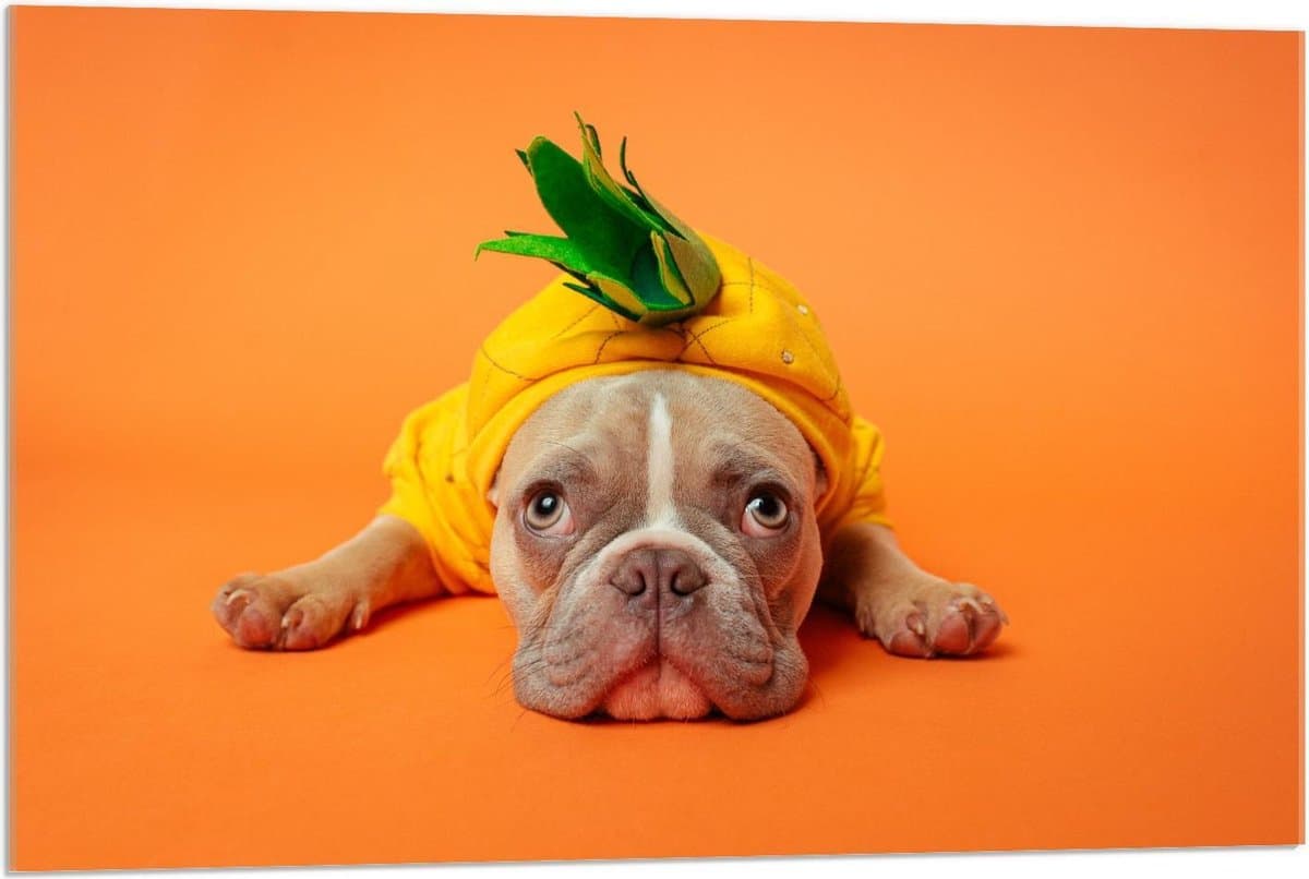 Acrylglas - Hond met Ananas Pak op Oranje Achtergrond - 90x60cm Foto op Acrylglas (Met Ophangsysteem)