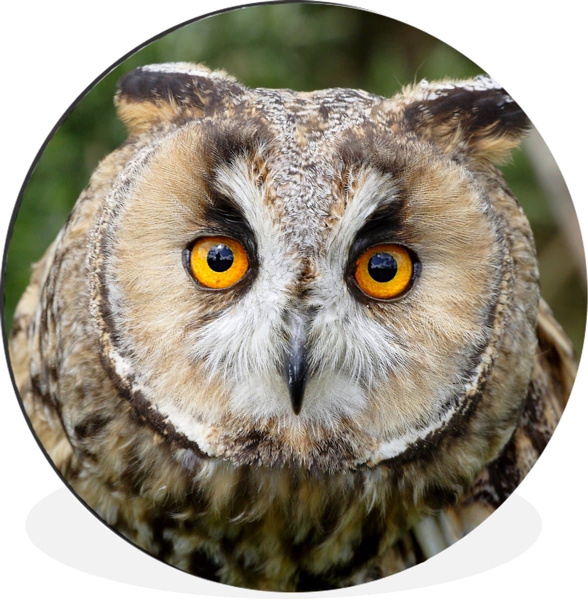 WallCircle - Wandcirkel - Muurcirkel - Close-up van een ransuil die in de camera kijkt - Aluminium - Dibond - ⌀ 120 cm - Binnen en Buiten XXL