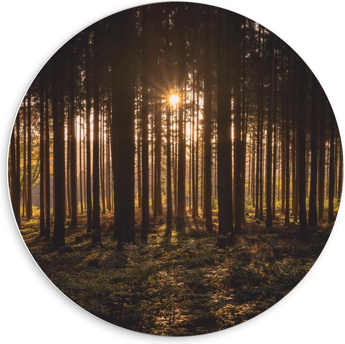 Forex Wandcirkel - Bomen met Mooie Zon - 60x60cm Foto op Wandcirkel (met ophangsysteem)