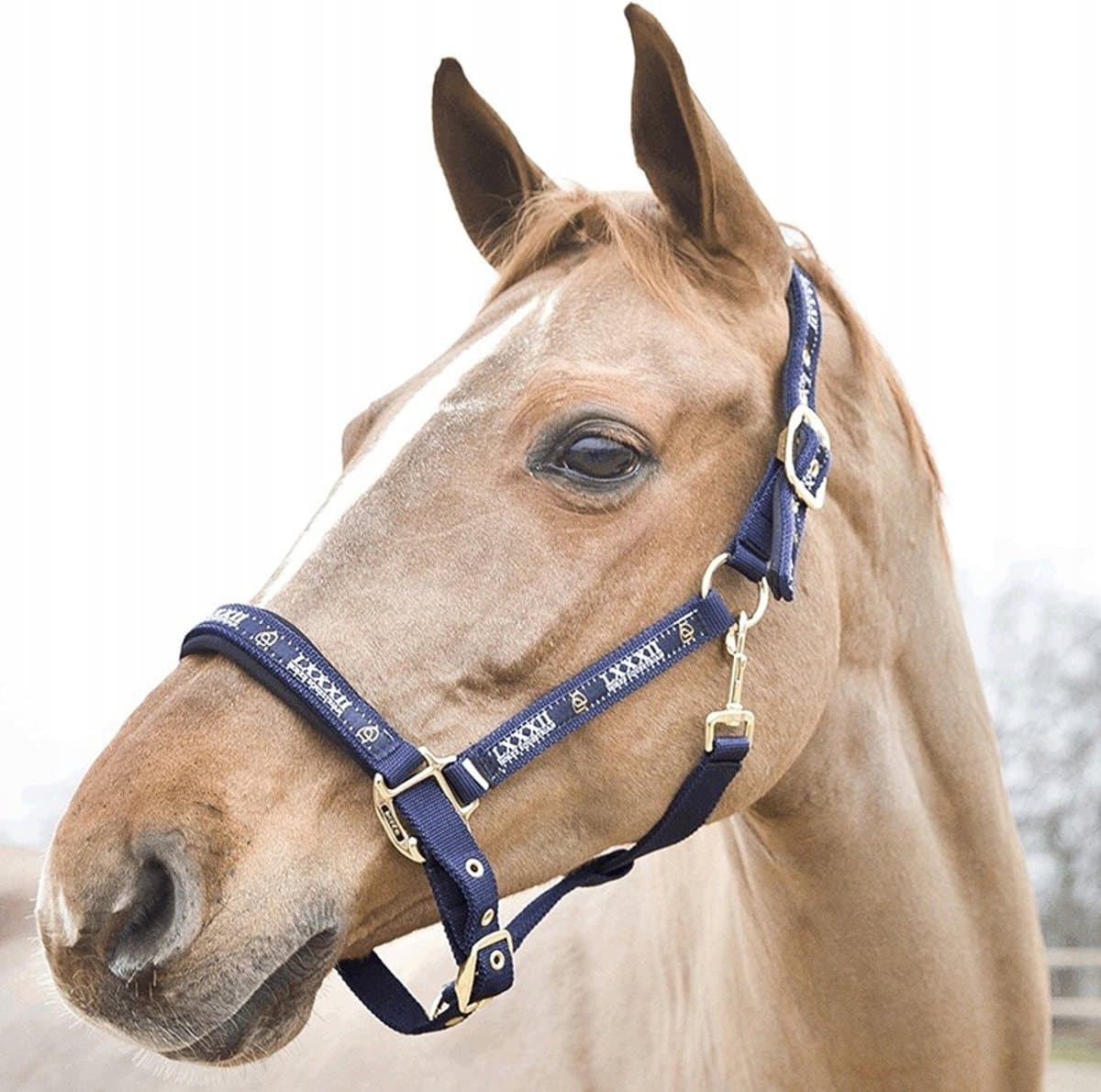 Horze Hamptons Hoofdband Pony Marineblauw