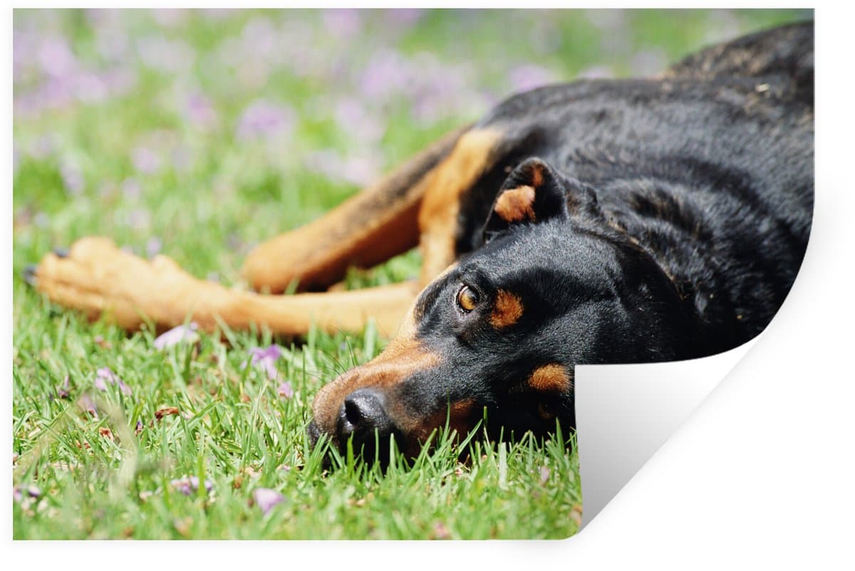 Muurstickers - Sticker Folie - Een liggende Rottweiler in het gras - 90x60 cm - Plakfolie - Muurstickers Kinderkamer - Zelfklevend Behang - Zelfklevend behangpapier - Stickerfolie