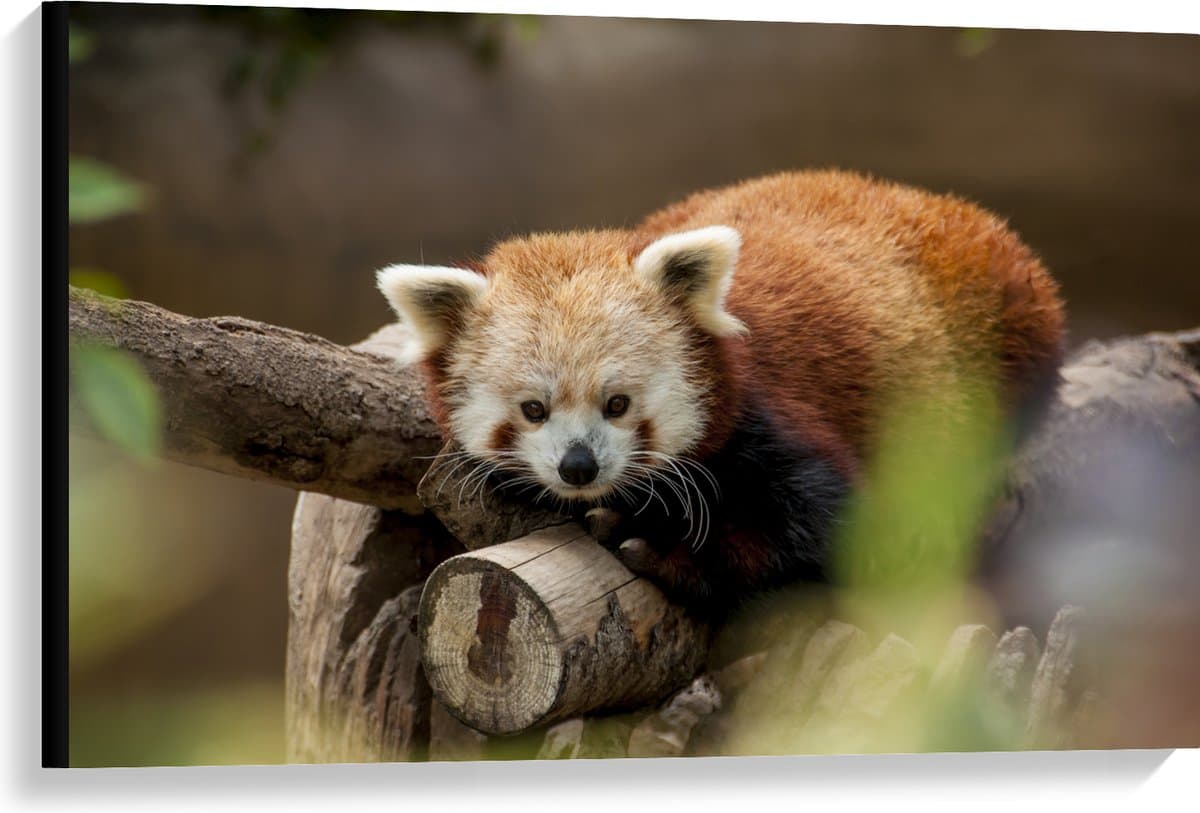Canvas - Oranje panda ligt op boomstronk en kijkt camera in - 90x60 cm Foto op Canvas Schilderij (Wanddecoratie op Canvas)