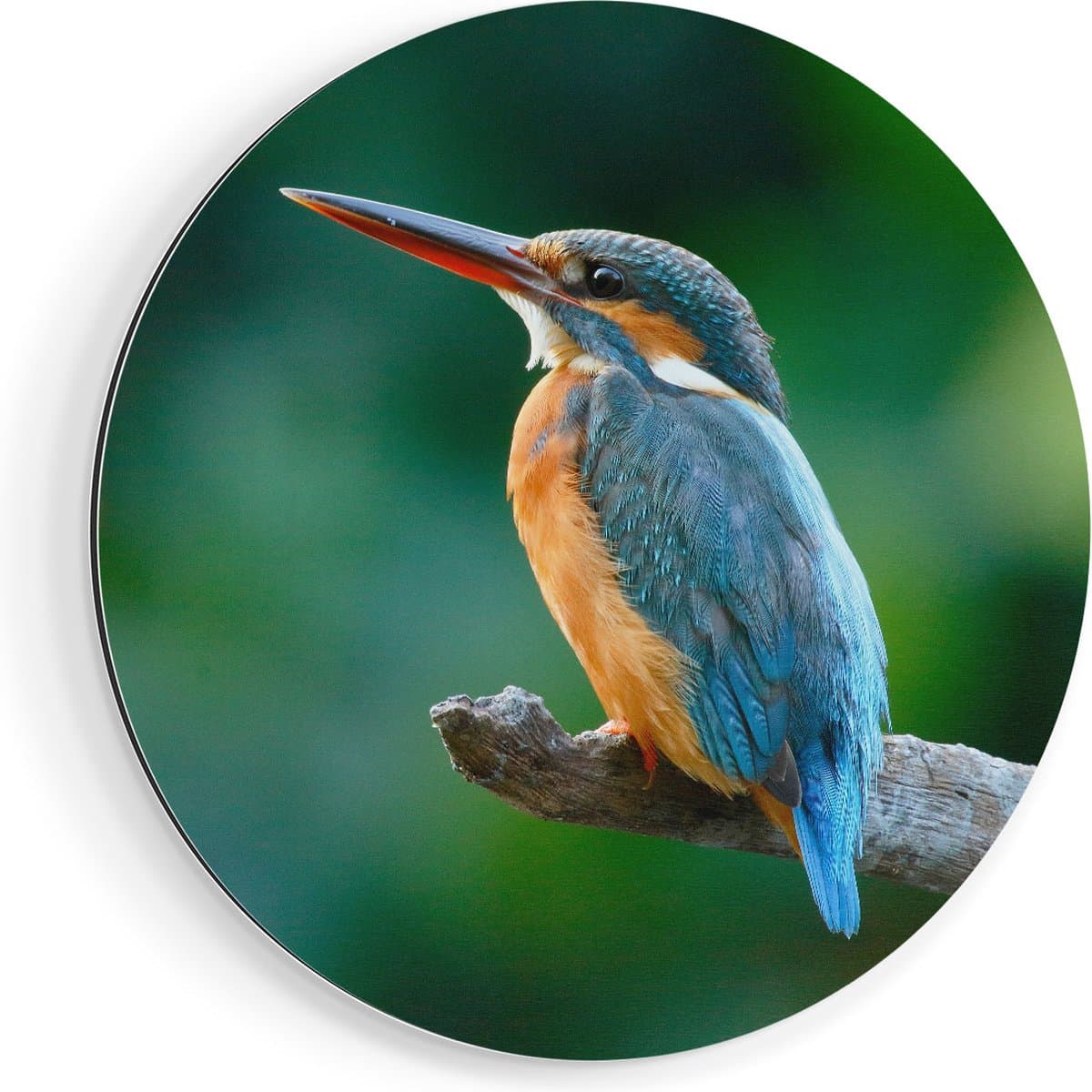 Artaza Dibond Muurcirkel Blauw Oranje IJsvogel Op Een Tak - Ø 70 cm - Wandcirkel - Rond Schilderij - Voor Binnen en Buiten