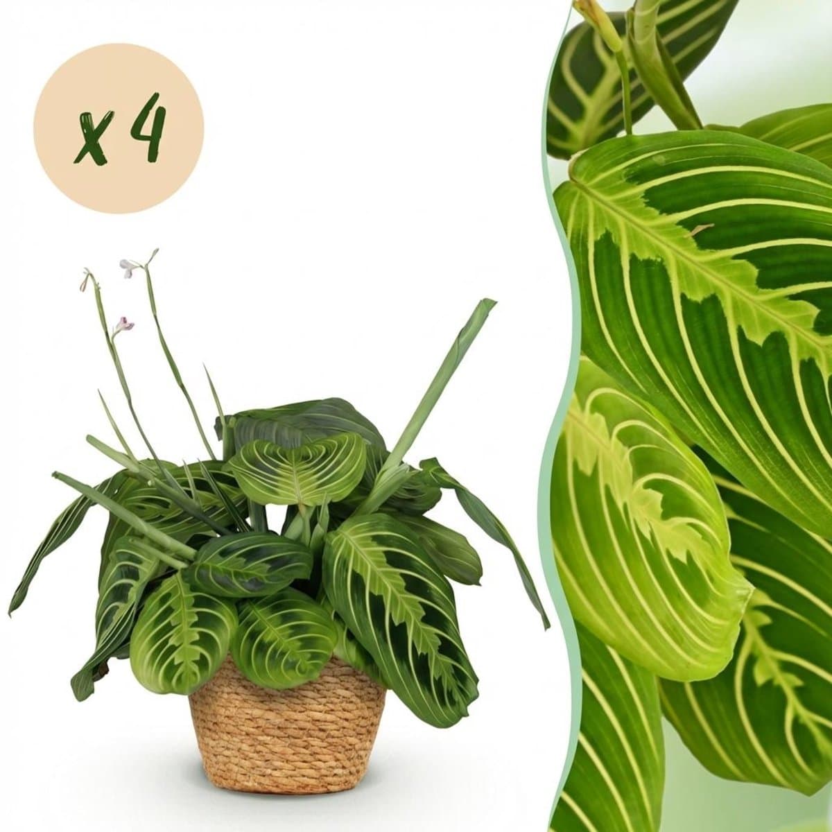 Green boutiQ - Kamerplant - Maranta Fascinator Lemon Lime - Gebedsplant - Huisdiervriendelijke Plant - Groen - 4 Planten - met Mand - Pot 12cm - Hoogte 25cm