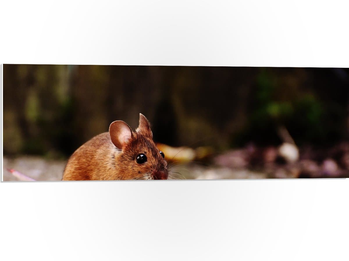PVC Schuimplaat- Klein Veldmuisje in het Bos - 90x30 cm Foto op PVC Schuimplaat
