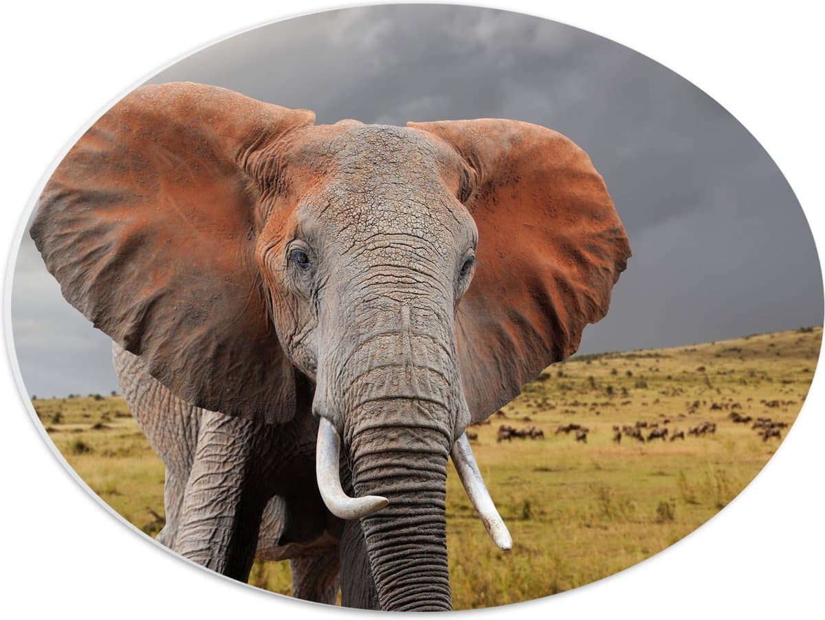 PVC Schuimplaat Ovaal - Olifant met Grote Oren - 40x30 cm Foto op Ovaal (Met Ophangsysteem)