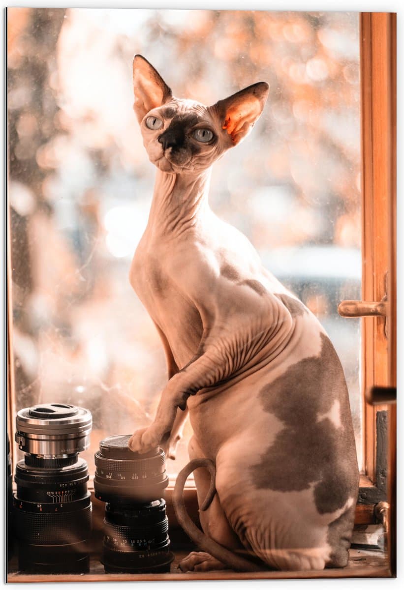 Dibond - Naaktkat bij Raam tussen Camera Spullen - 70x105 cm Foto op Aluminium (Wanddecoratie van metaal)