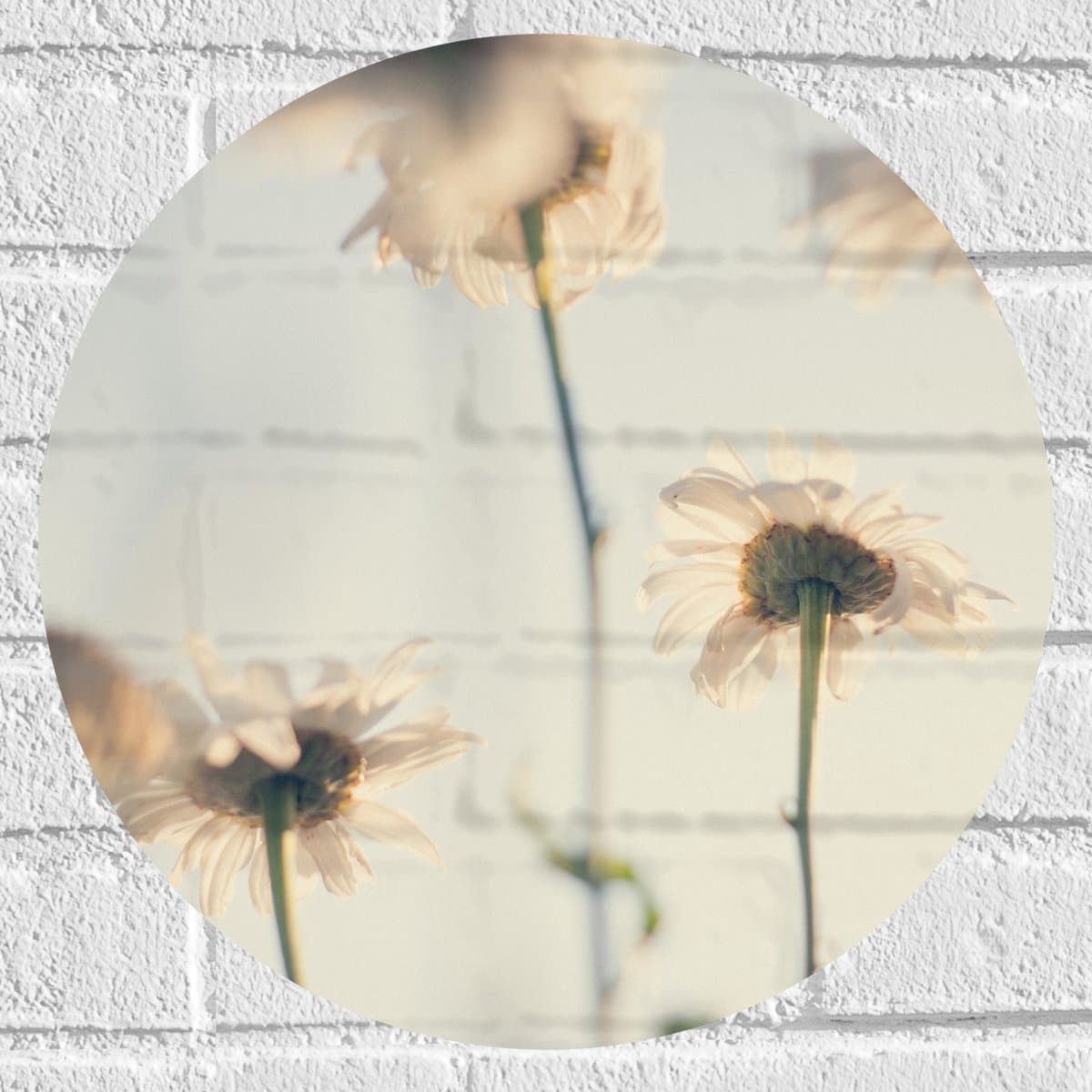 Muursticker Cirkel - Witte Bloemen vanaf Kikkerperspectief - 40x40 cm Foto op Muursticker