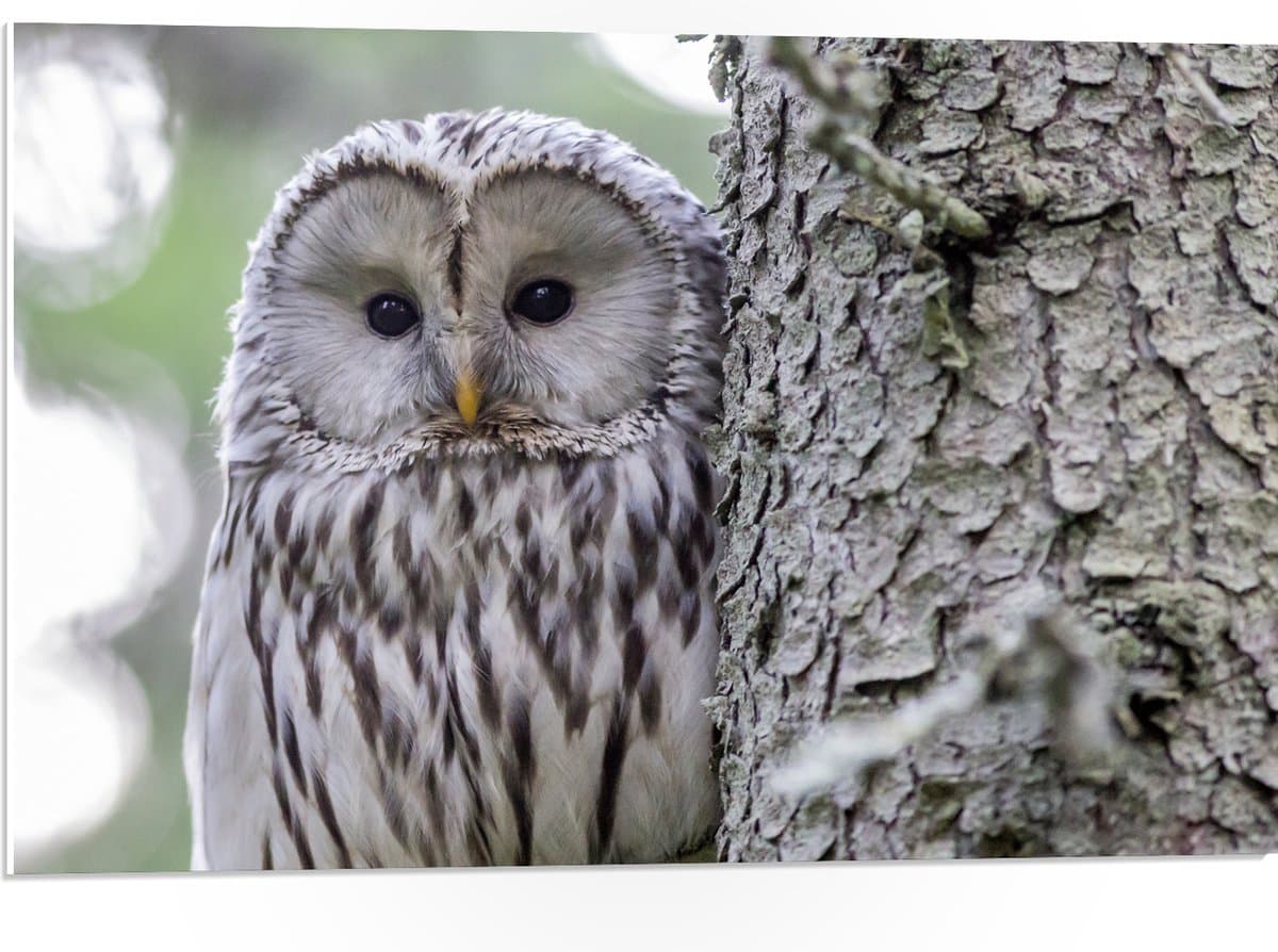 PVC Schuimplaat- ural-owl-4813502 - 75x50 cm Foto op PVC Schuimplaat