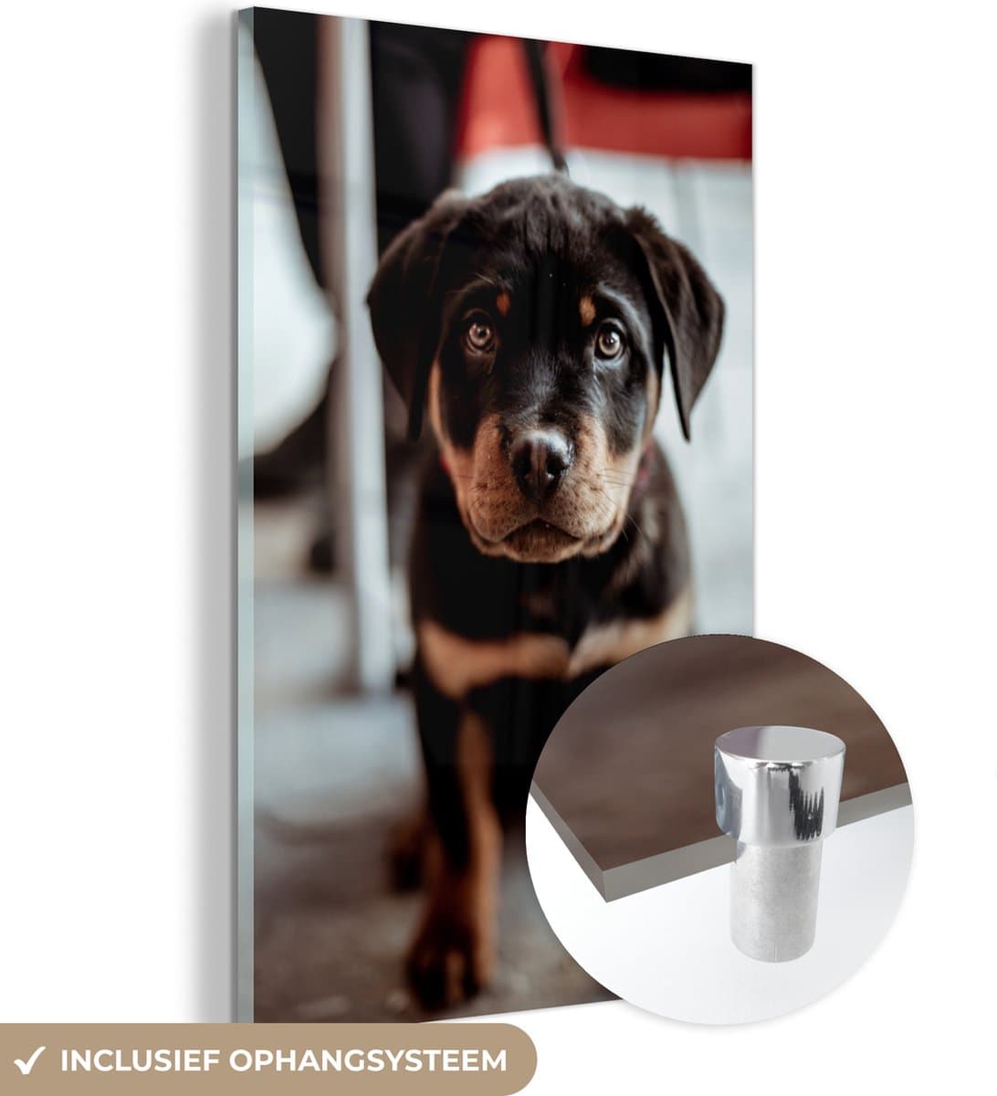® Glasschilderij 100x150 cm - Schilderij acrylglas - Jong - Hond - Camera - Foto op glas - Muurdecoratie woonkamer - Wanddecoratie slaapkamer - Schilderijen