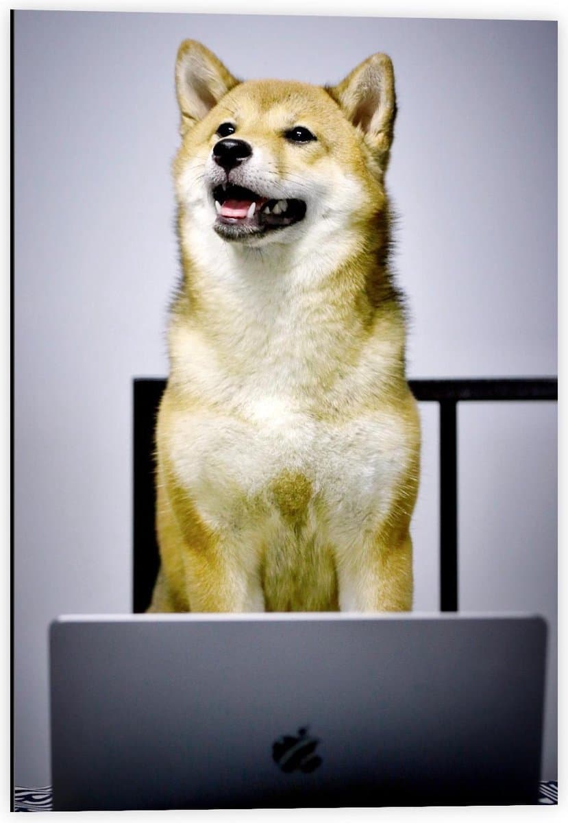 Dibond - Werkende Hond achter achter Laptop - 40x60cm Foto op Aluminium (Wanddecoratie van metaal)
