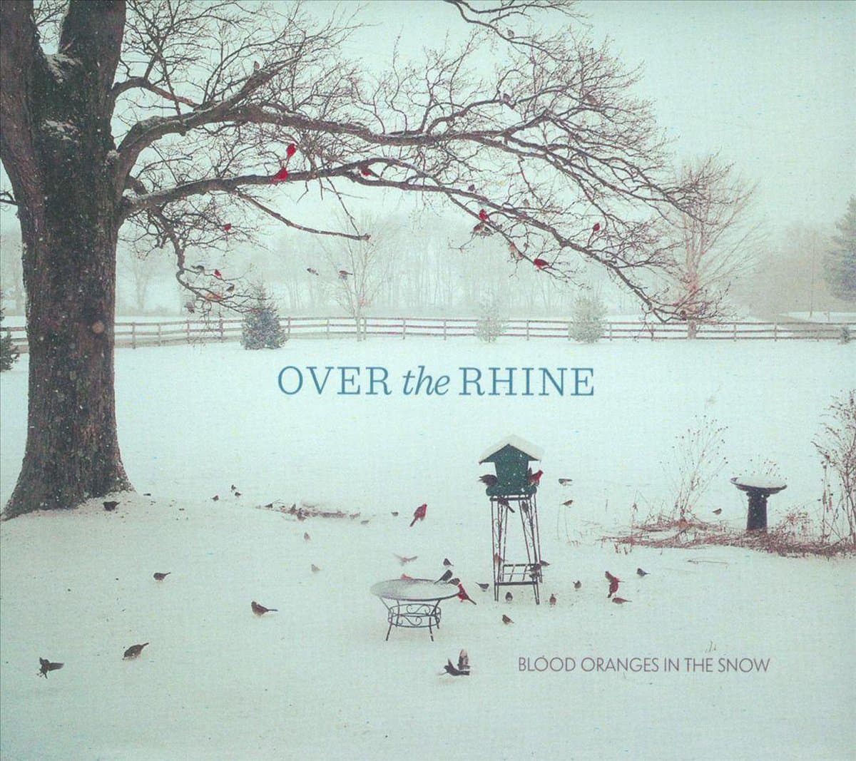 Blood Oranges In The Snow