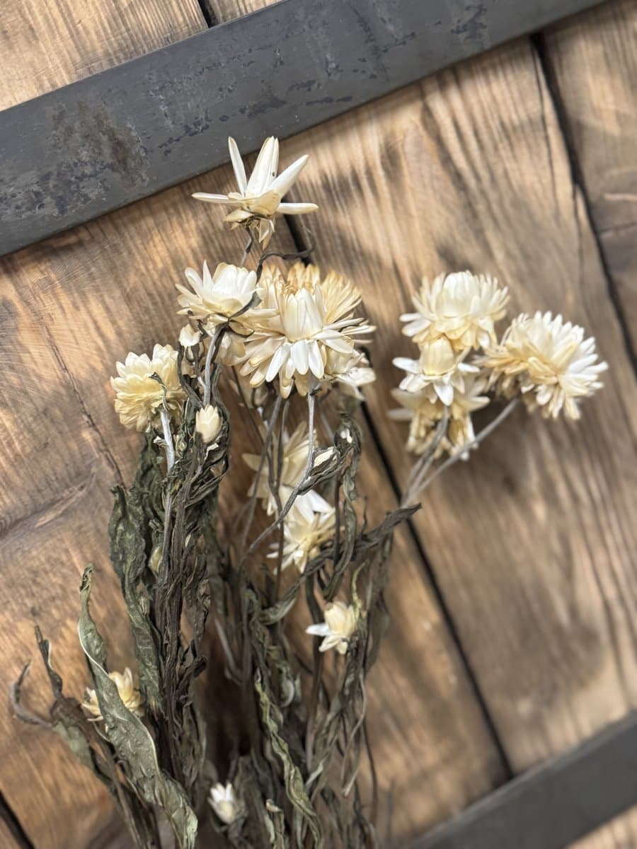 gedroogde Witte Helichrysum