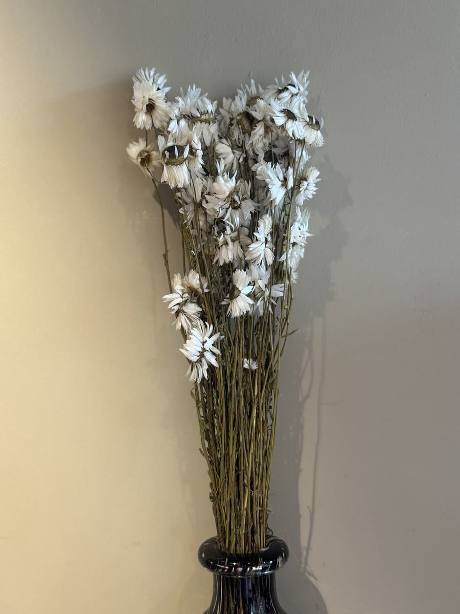 Gedroogde Acroclinium wit / Helipterum roseum / Zonnestrobloem