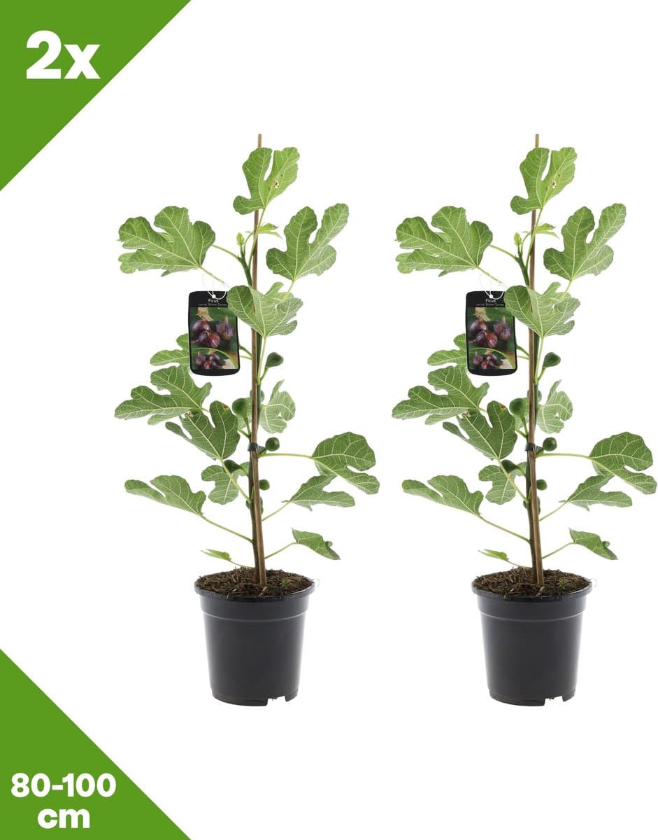 GARDENZO - Ficus carica 'Brown Turkey' (Vijgenboom) x 2, P17, 80-100 cm