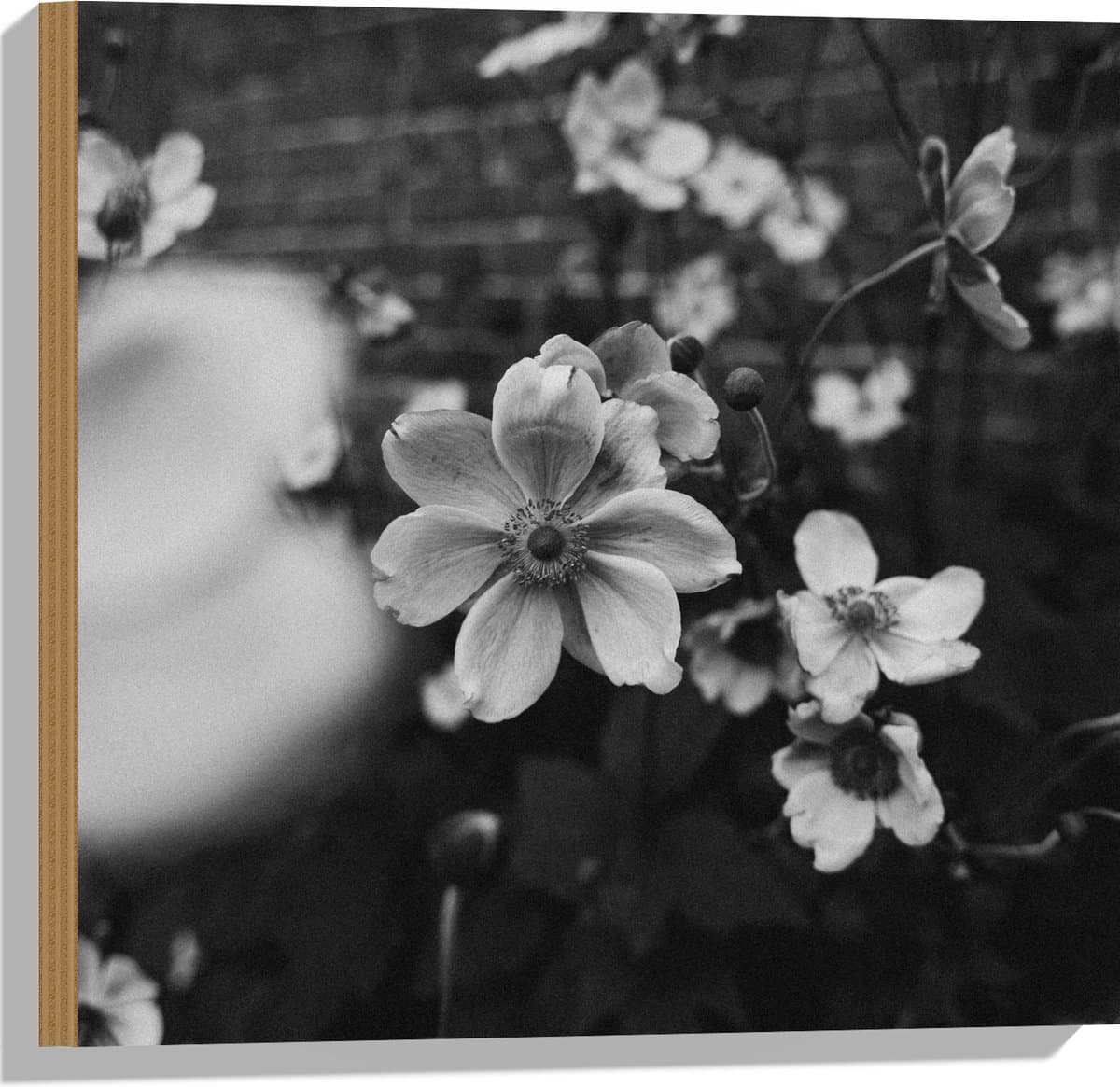 Hout - Bloemen in het Zwart-Wit - 50x50 cm - 9 mm dik - Foto op Hout (Met Ophangsysteem)