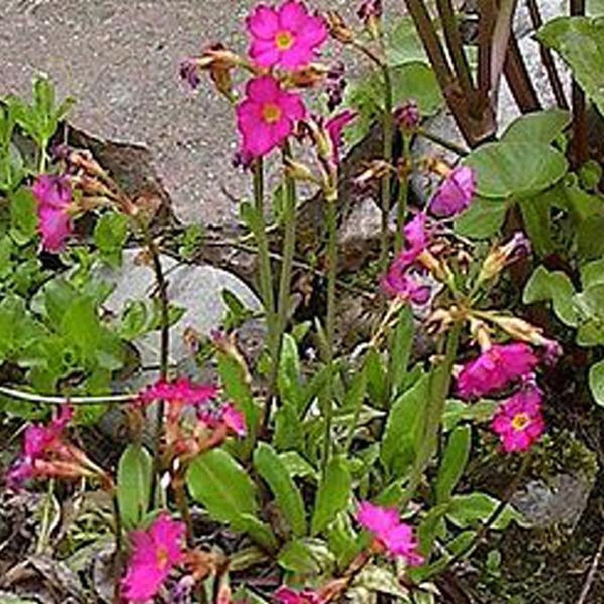 6 x Primula Rosea - Sleutelbloem Pot 9x9 cm - Roze Voorjaarsbloei