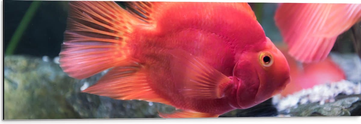 Dibond - Rode Papegaai Cichlide Vis Zwemmend in Aquarium - 90x30 cm Foto op Aluminium (Wanddecoratie van metaal)