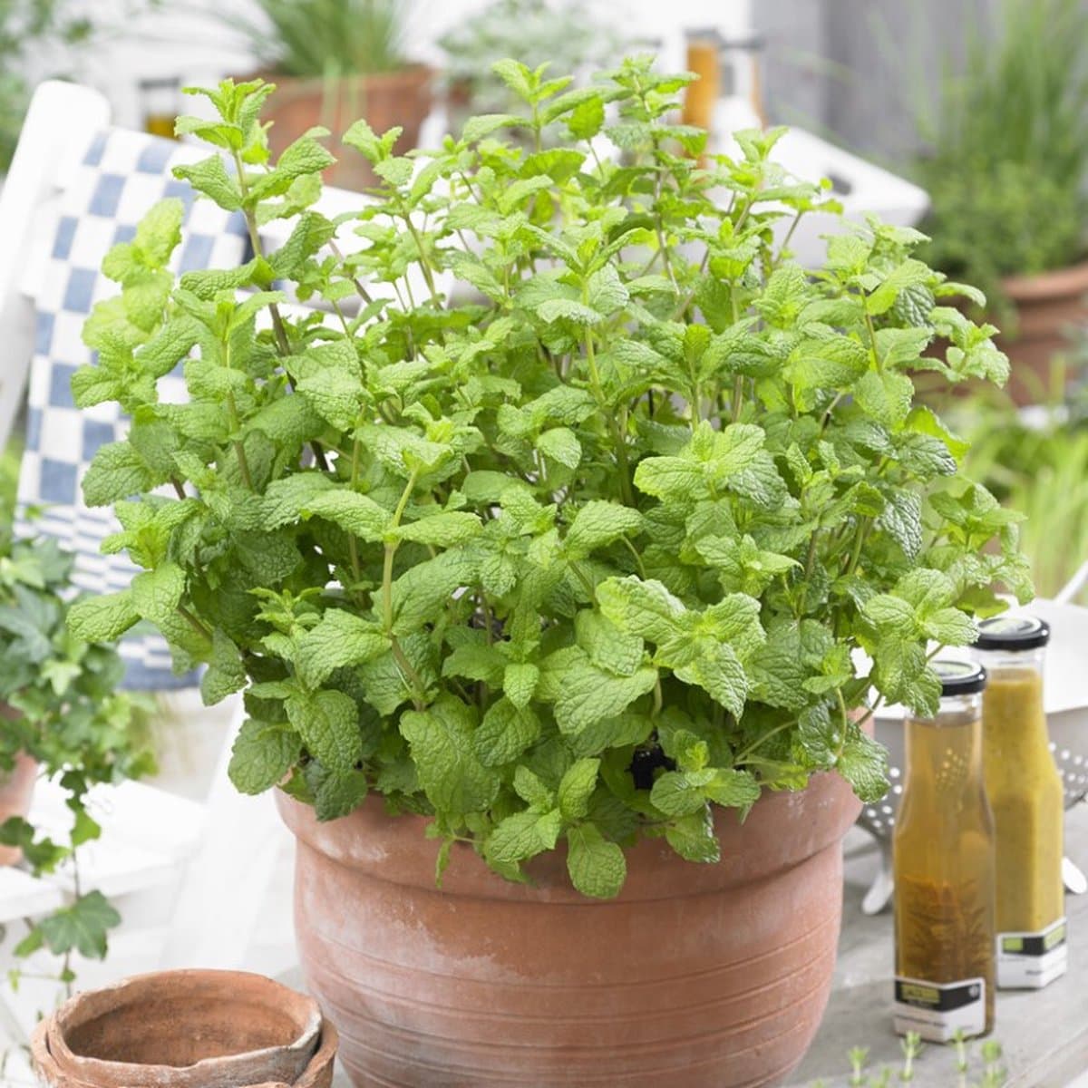 50 x Marokkaanse Munt - Kruidenplant Zelf Kweken - Mentha spicata 'Maroccan' in 9x9cm pot met hoogte 5-10cm