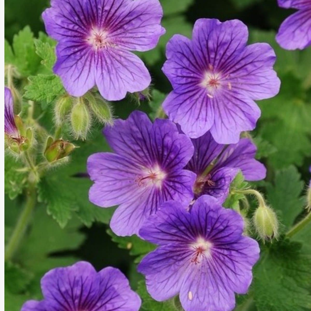 Ooievaarsbek (Geranium) - 6x - Rozanne - Vaste planten - Bodembedekkers - Zomerbollen - Voorjaarsbollen