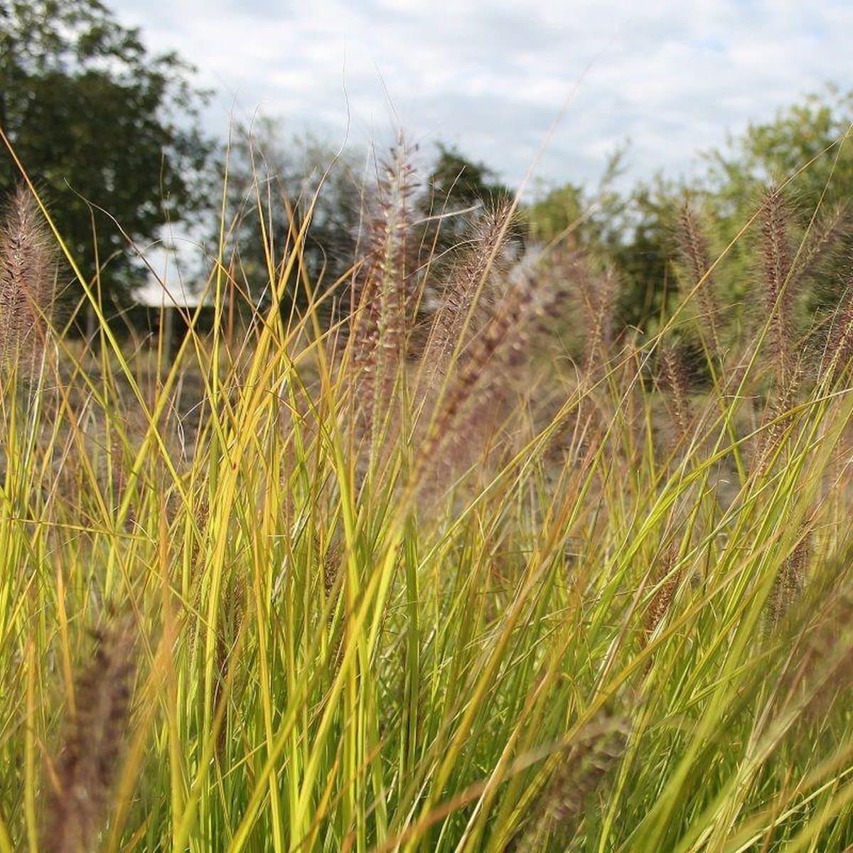 6x Pennisetum alopecuroides 'Red Head' - Lampepoetser - Pot 9x9 cm