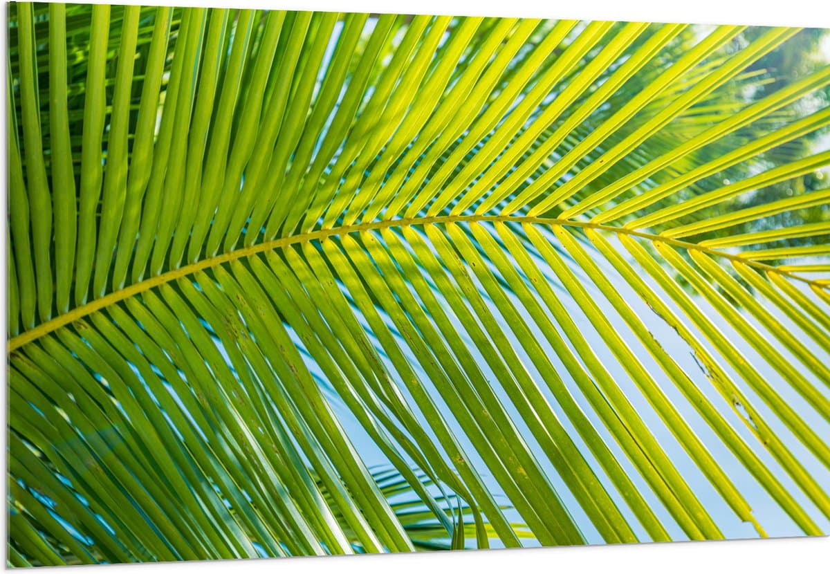Acrylglas - Close up van Palmblad voor Blauwe Lucht - 150x100 cm Foto op Acrylglas (Wanddecoratie op Acrylaat)