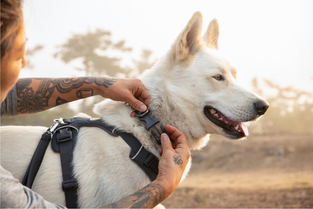 Ruffwear Front Range Collar - Hondenhalsband - Donkergrijs 51-66 Cm