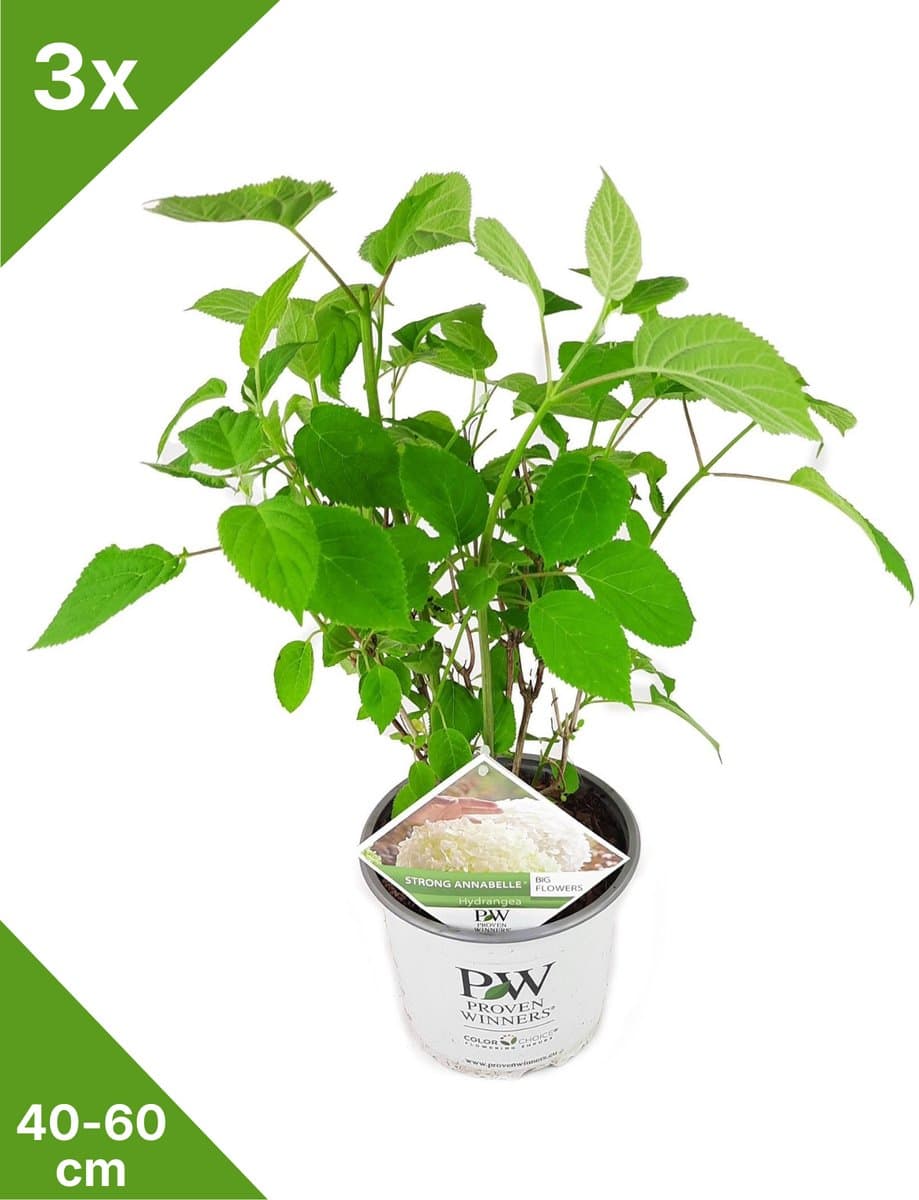 GARDENZO - 3x Hydrangea arbo. 'Strong Annabelle'® - Hortensia in 3 ltr pot 40/60 cm