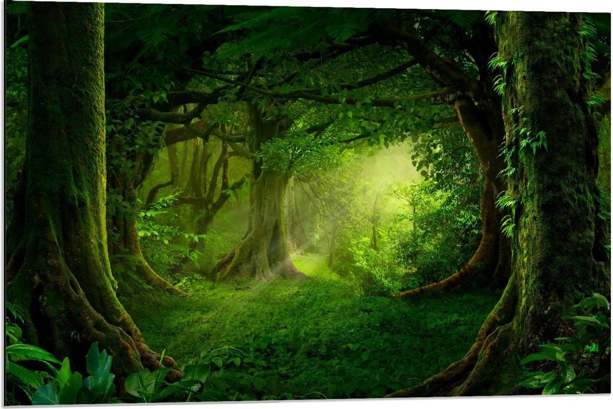 Dibond - Bos met Veel Donkergroene Begroeiing - 90x60cm Foto op Aluminium (Wanddecoratie van metaal)