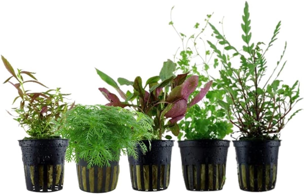 Diverse Aquariumplanten Set - 5 Verschillende Plantensoorten voor Middengrond