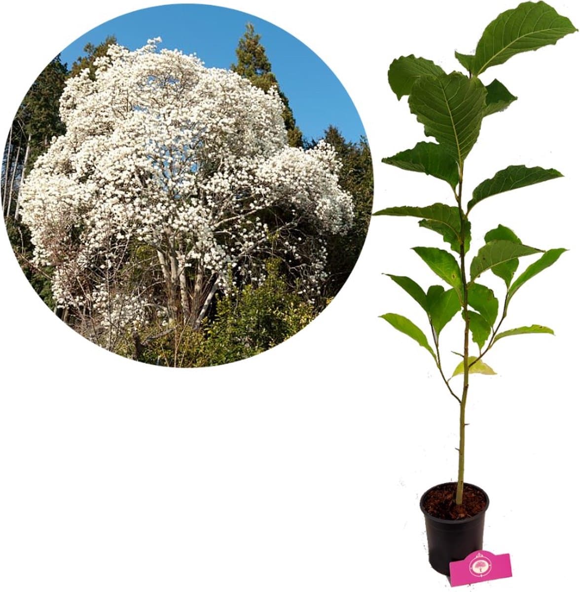 Magnolia kobus - Noordelijke Japanse magnolia - Hoogte 100cm - 14cm pot