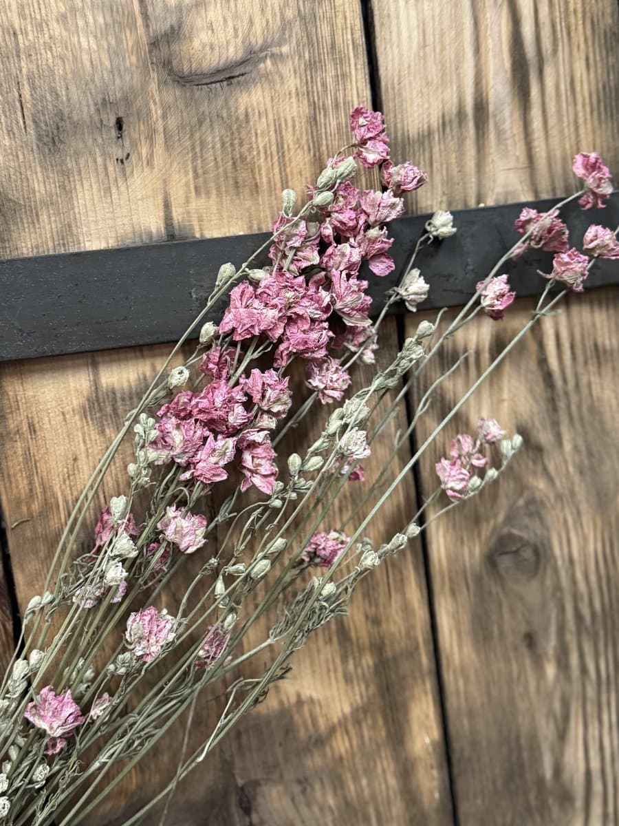 Roze gedroogd ridderspoor