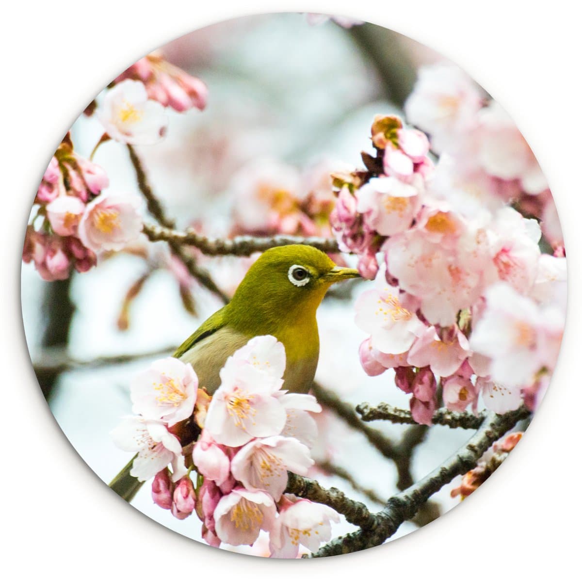 WallCircle® Wandcirkel 150x150 cm - Muurcirkel Vogel - Kersenbloesem - Roze - Groen - Muurdecoratie woonkamer - Wanddecoratie slaapkamer - Kamer decoratie accessoires - Ronde schilderijen