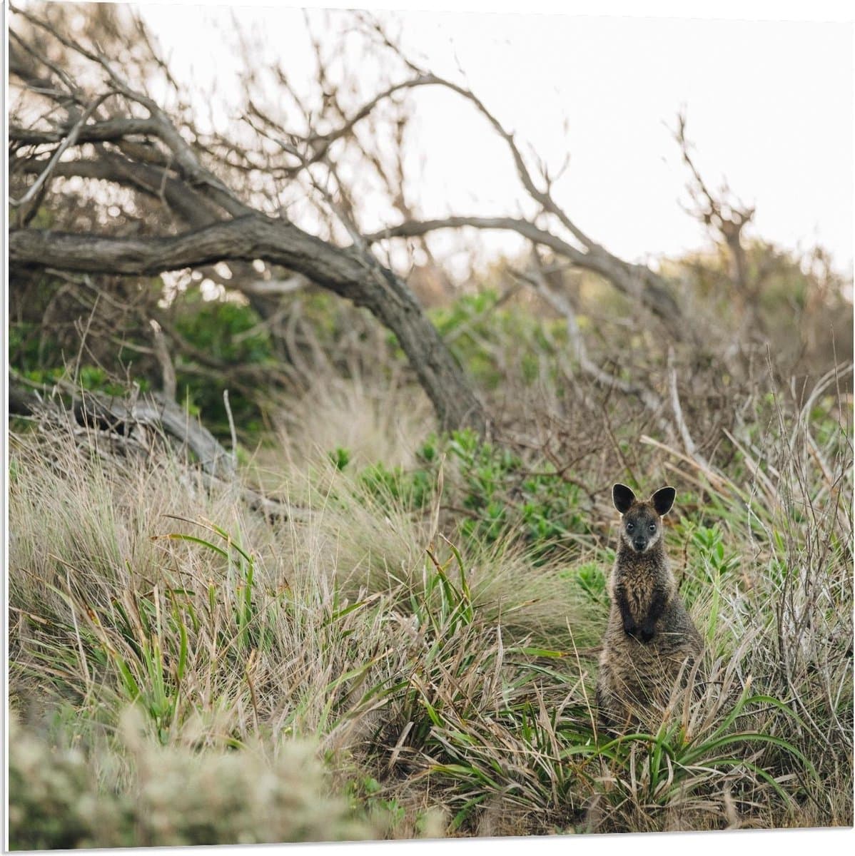 Forex - Kangeroo tussen Takken - 80x80cm Foto op Forex