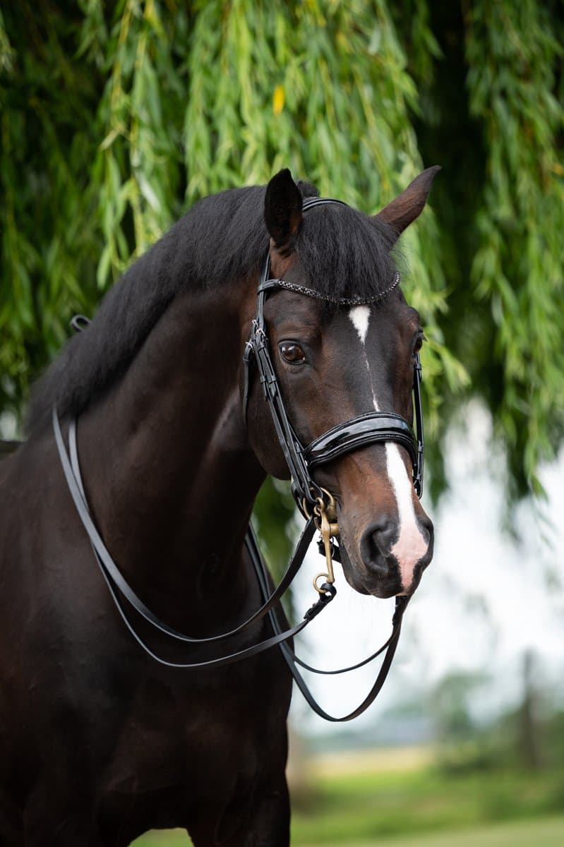 Hb Stang En Trens Hb Showtime Special For You Zwart-zwart