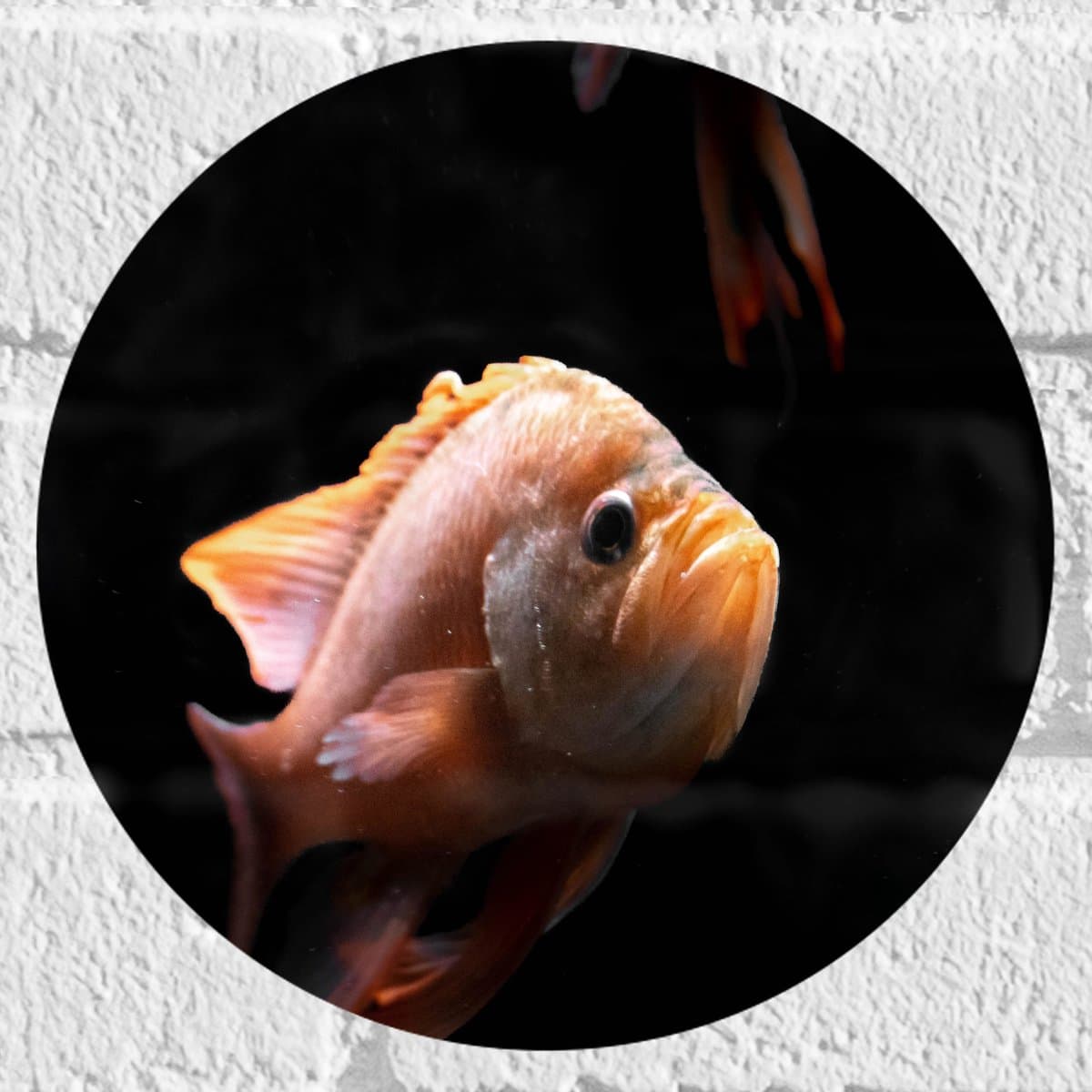Muursticker Cirkel - Sip Kijkende Oranje Vis bij Vissen - 20x20 cm Foto op Muursticker