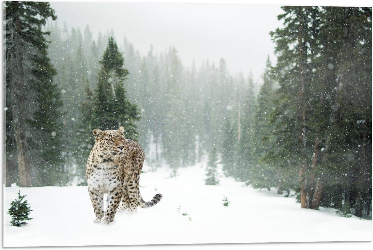 Acrylglas - Panter Lopend op Besneeuwd Bospad - 75x50 cm Foto op Acrylglas (Wanddecoratie op Acrylaat)