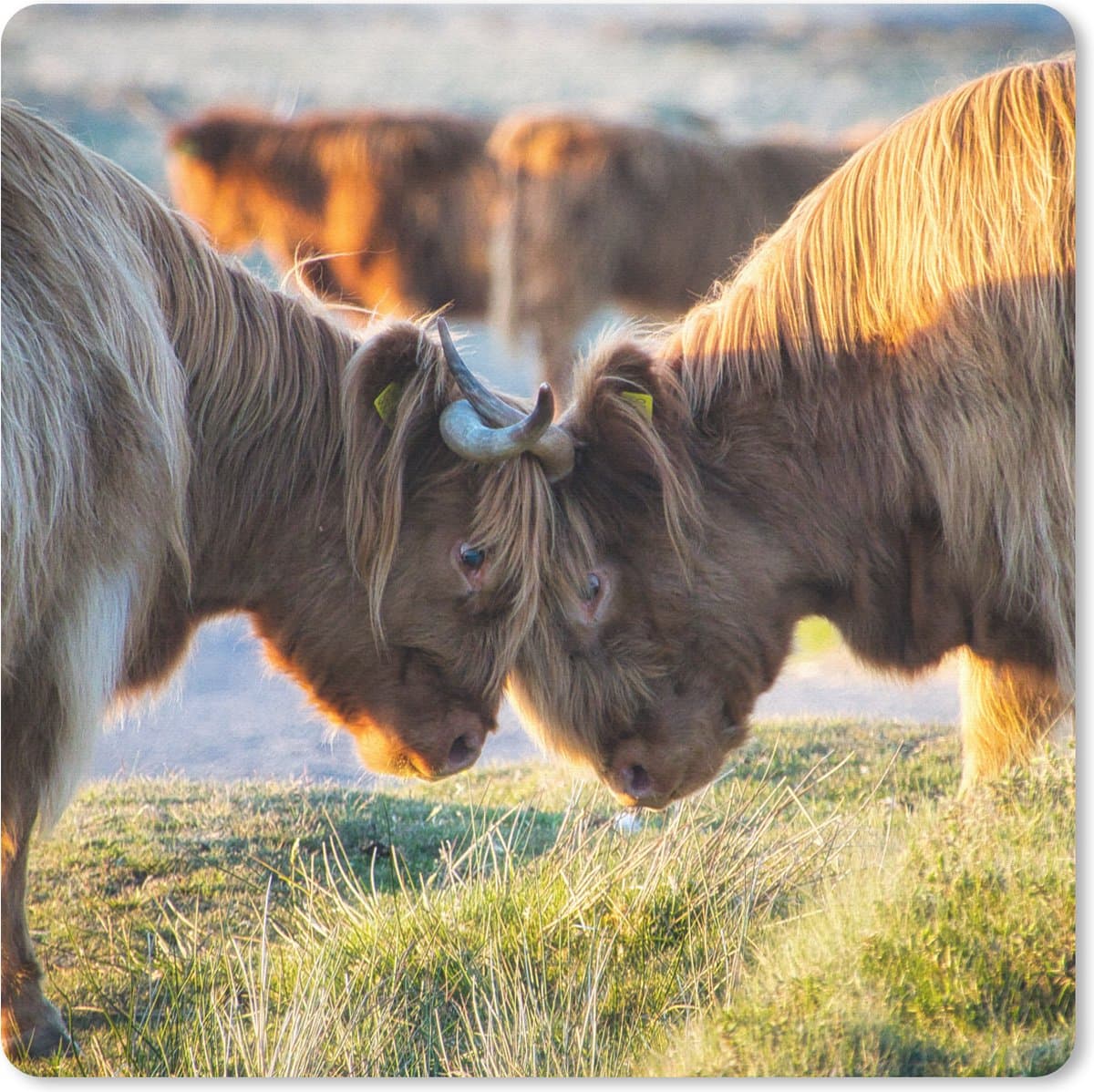 Muismat 20x20 cm - Mousepad Schotse Hooglanders - Dieren - Zon - Muismatten