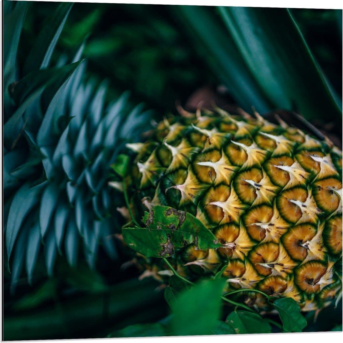 Dibond - Ananas aan Plant - 80x80cm Foto op Aluminium (Met Ophangsysteem)