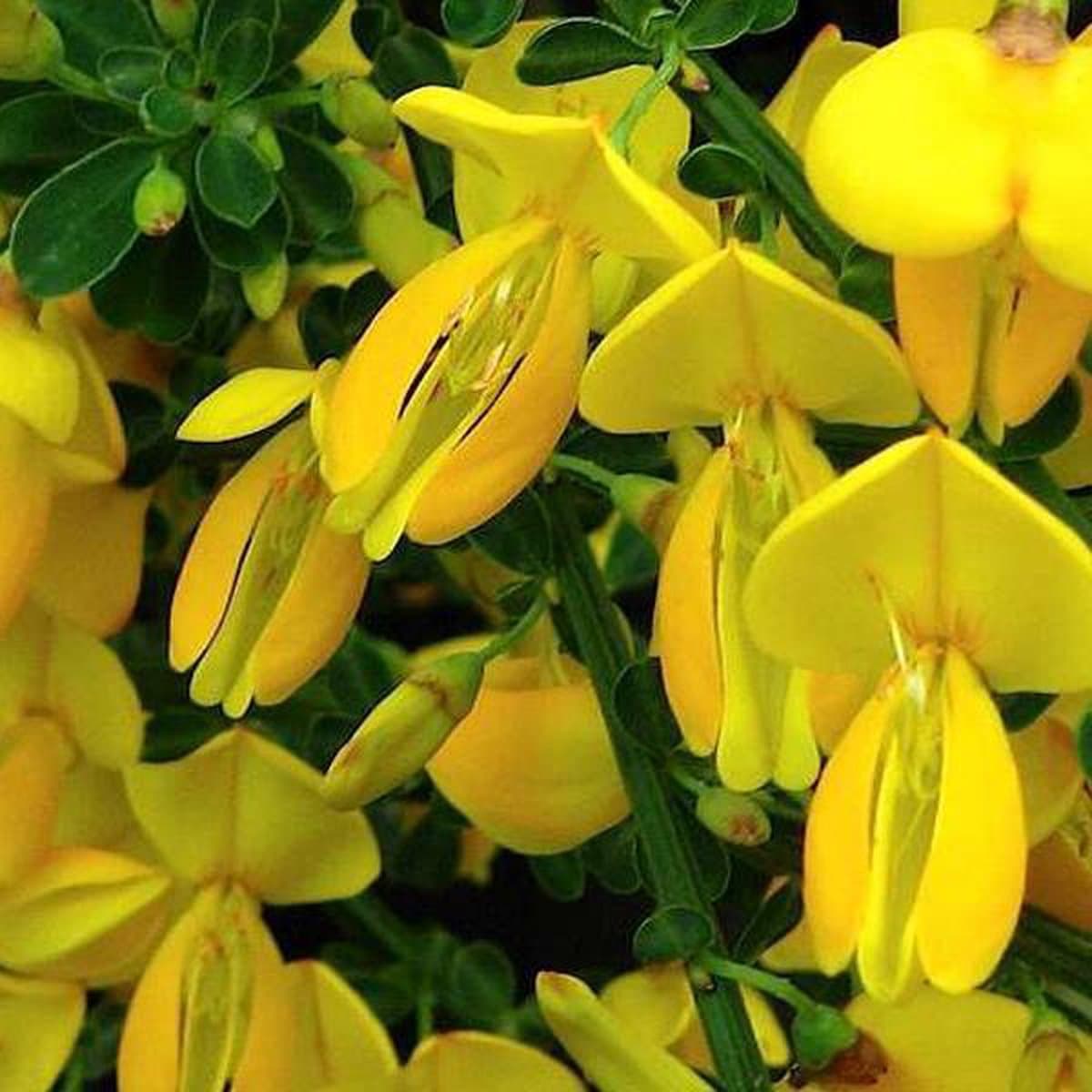 Cytisus 'Golden Sunlight' - Brem - 40-60 cm in pot: Struik met heldergele bloemen in het voorjaar.