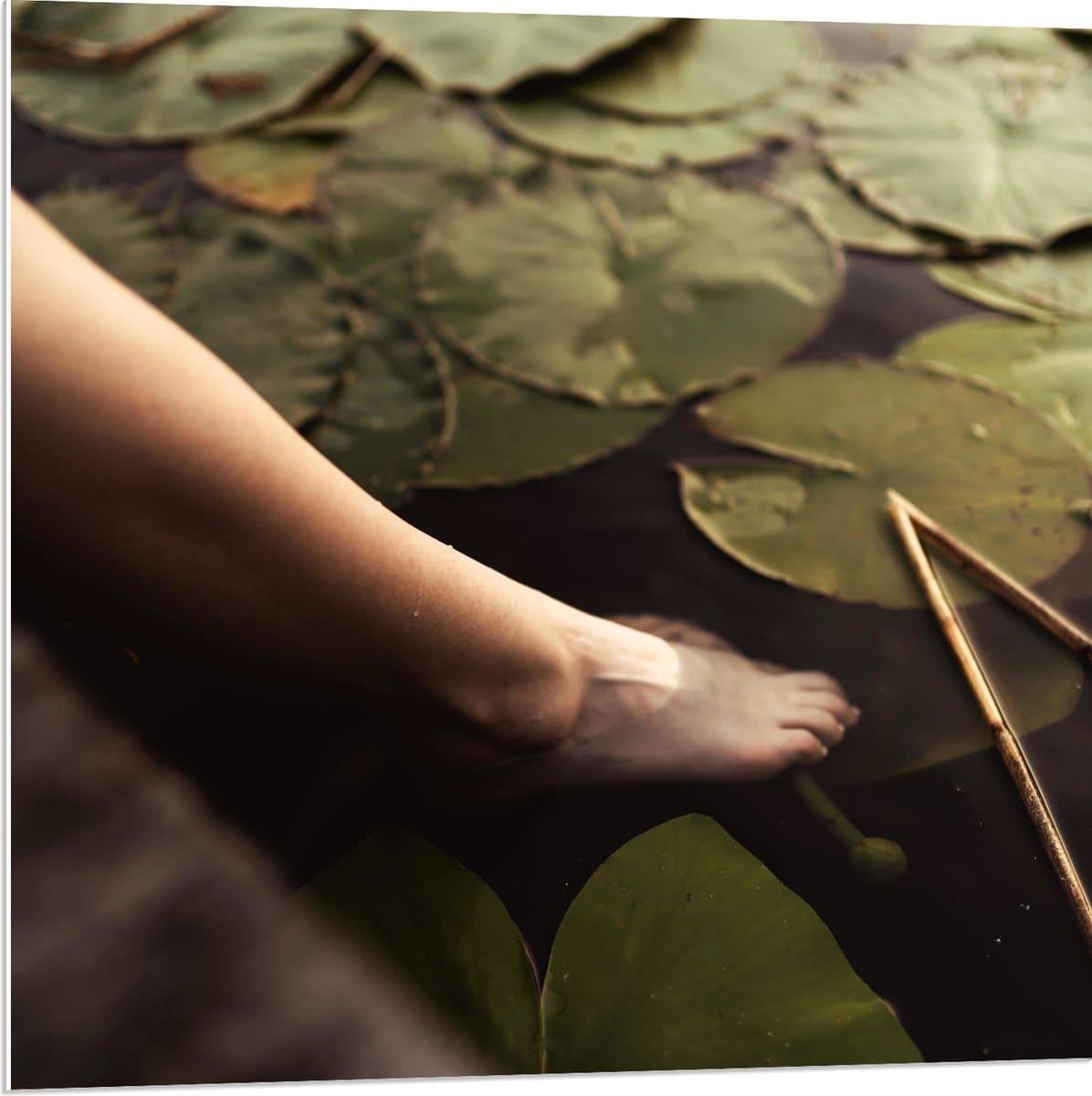 PVC Schuimplaat - Waterlelies met een Voet in het Water - 80x80 cm Foto op PVC Schuimplaat (Met Ophangsysteem)